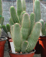 Weight loss. Pillole di erbe naturali hoodia di dieta che arrestano l'appetito.