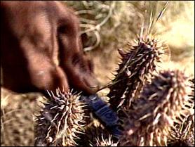 Ci sono molte piante di Hoodia